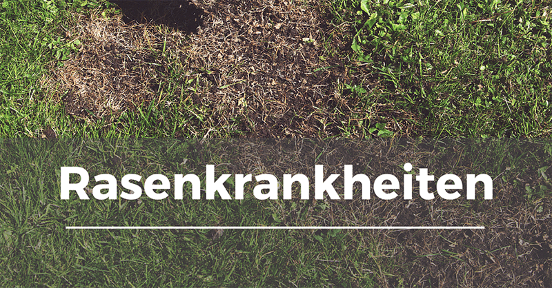 header-rasenkrankheiten