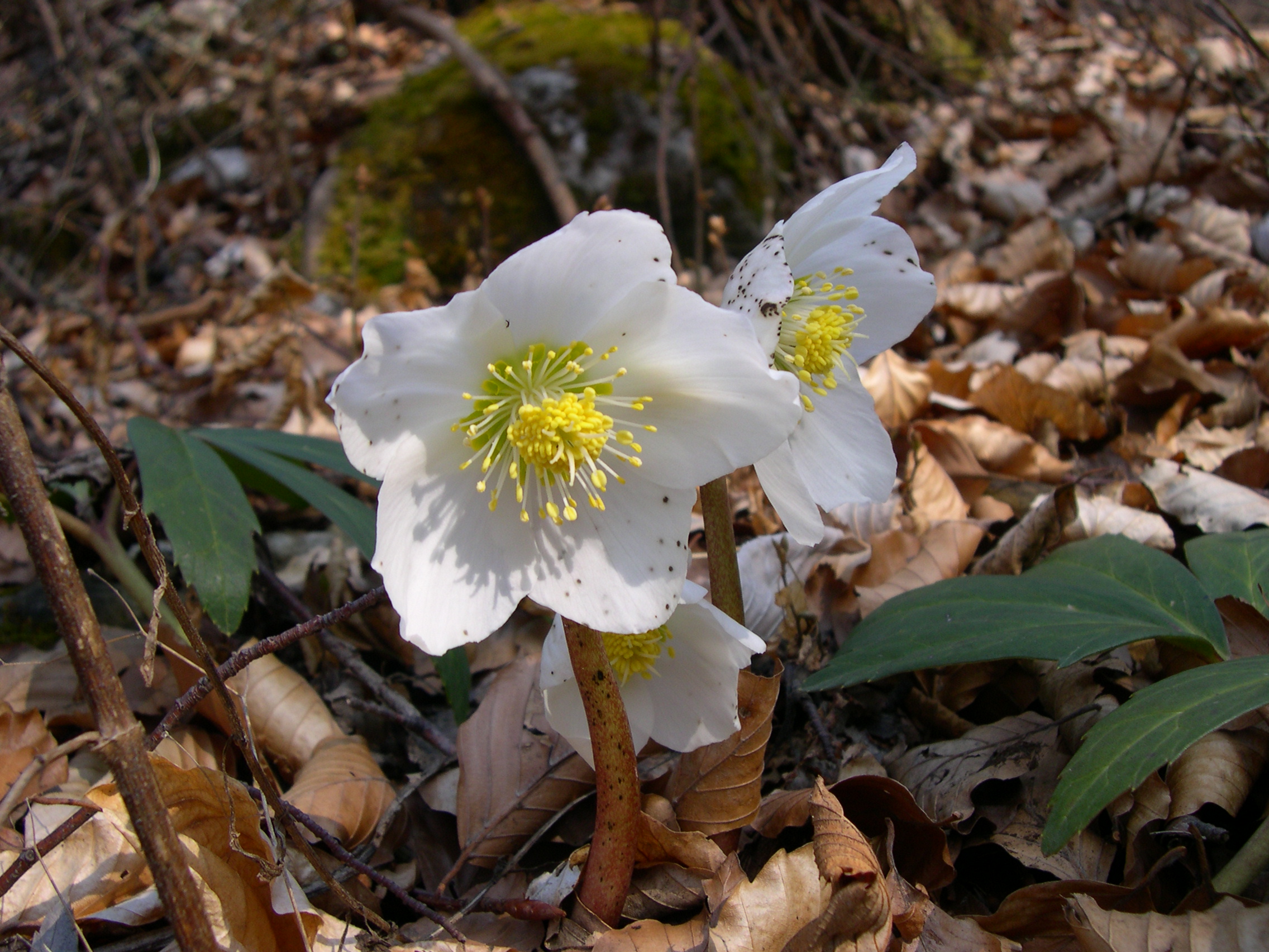 helleborus_niger