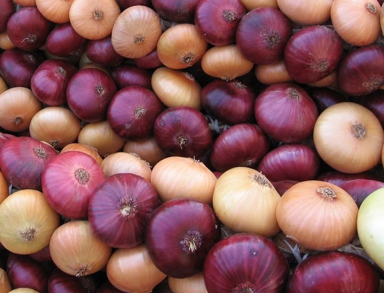 zwiebel